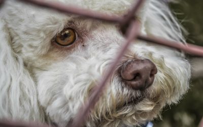 ¿Por qué utilizar Flores de Bach en animales?