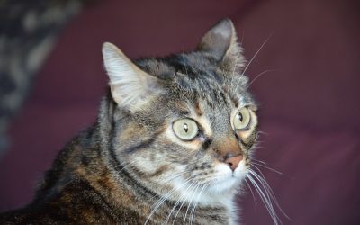 Eliminación inadecuada en gatos